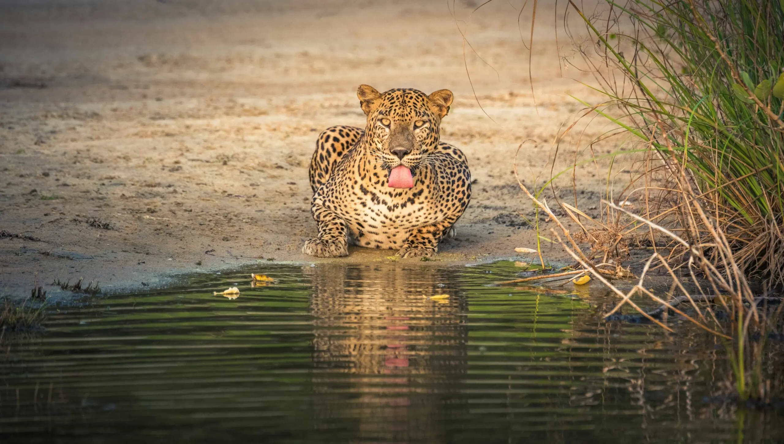 Wilpattu